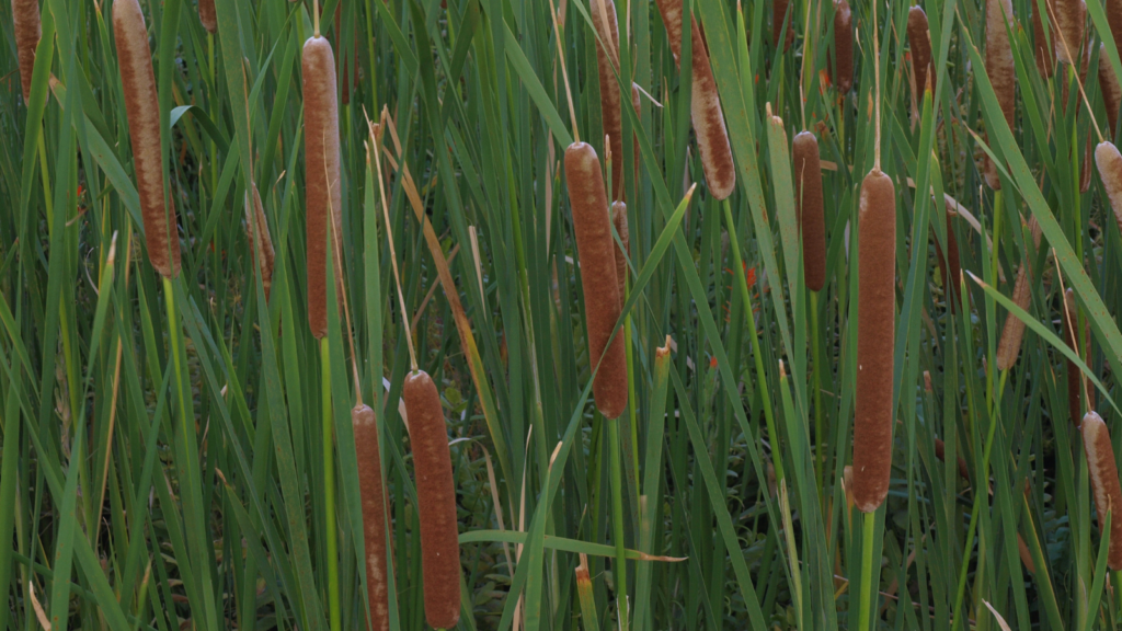 Cattail