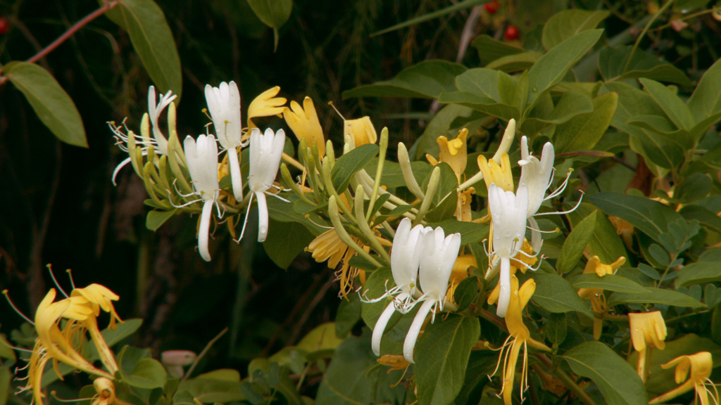 Honeysuckle Vine