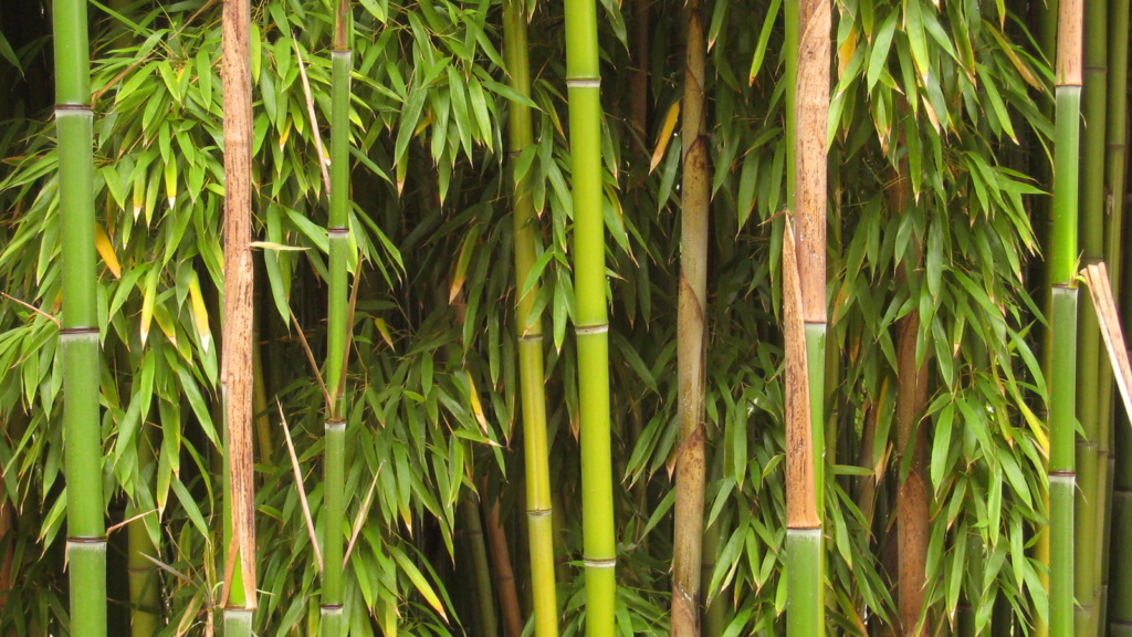 Bamboo