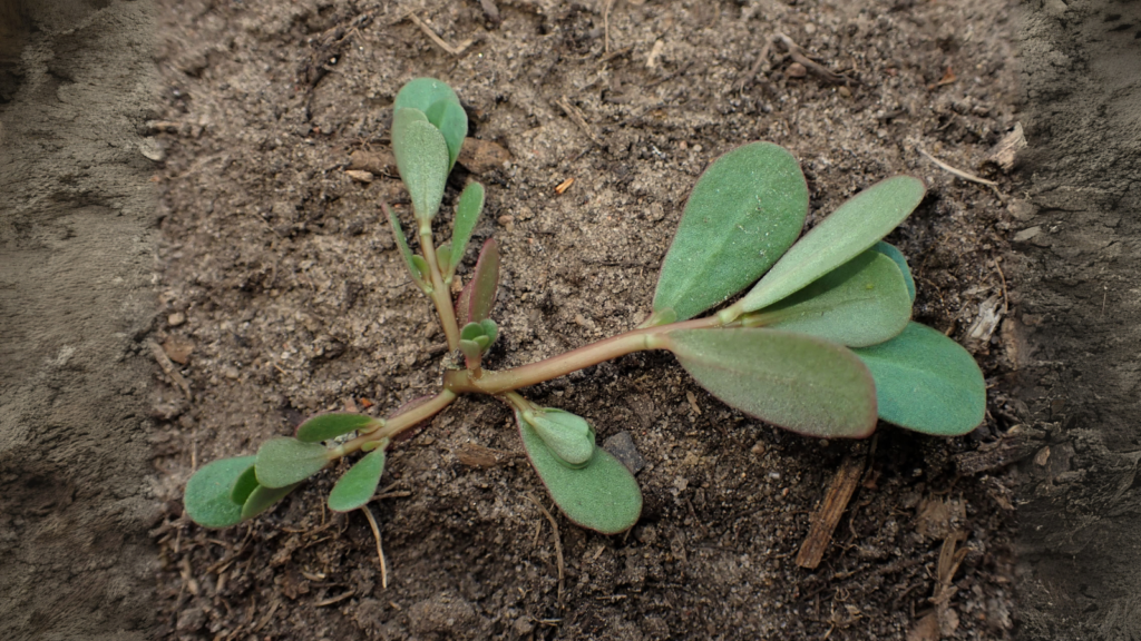 Purslane