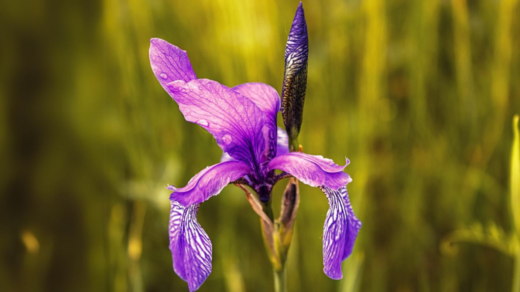 Wild Iris