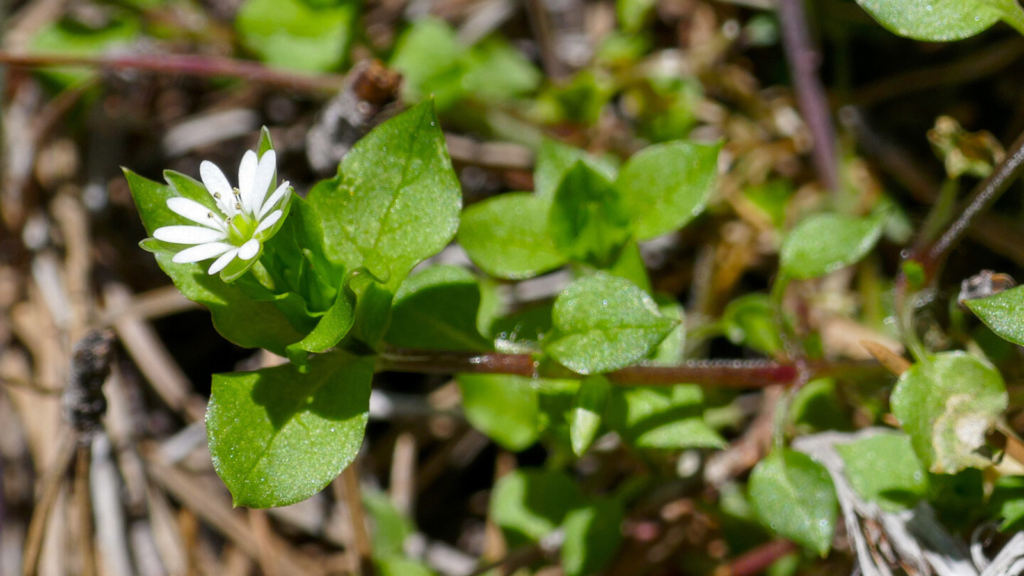 Chickweed