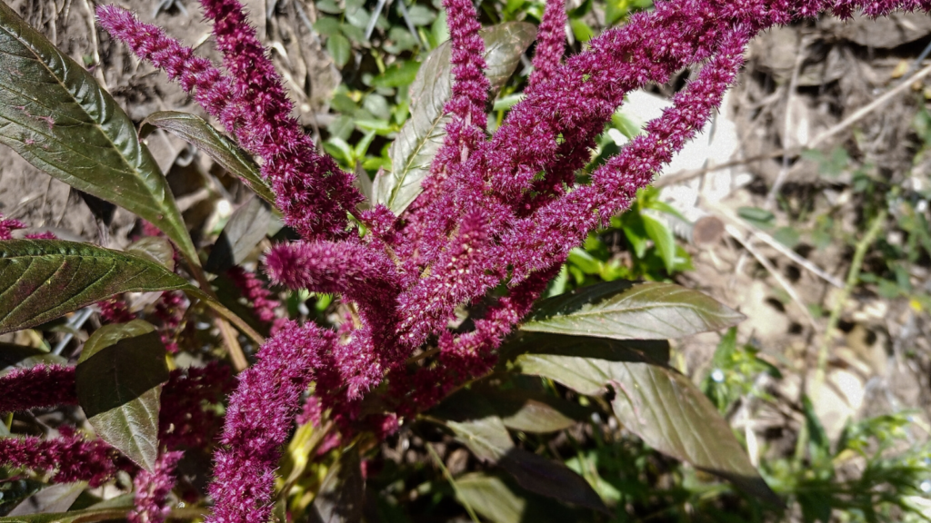 Amaranth