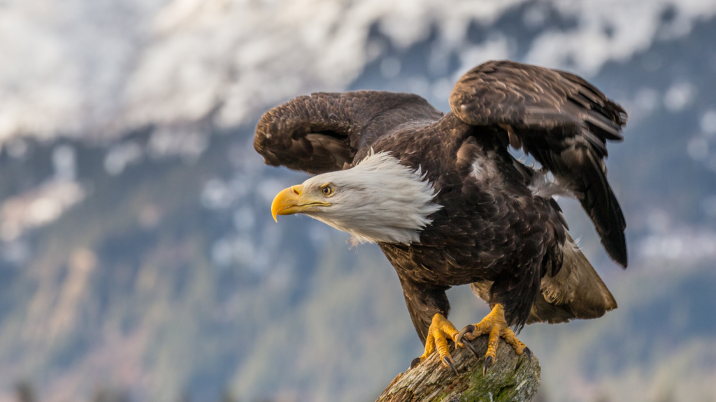 Bald eagle