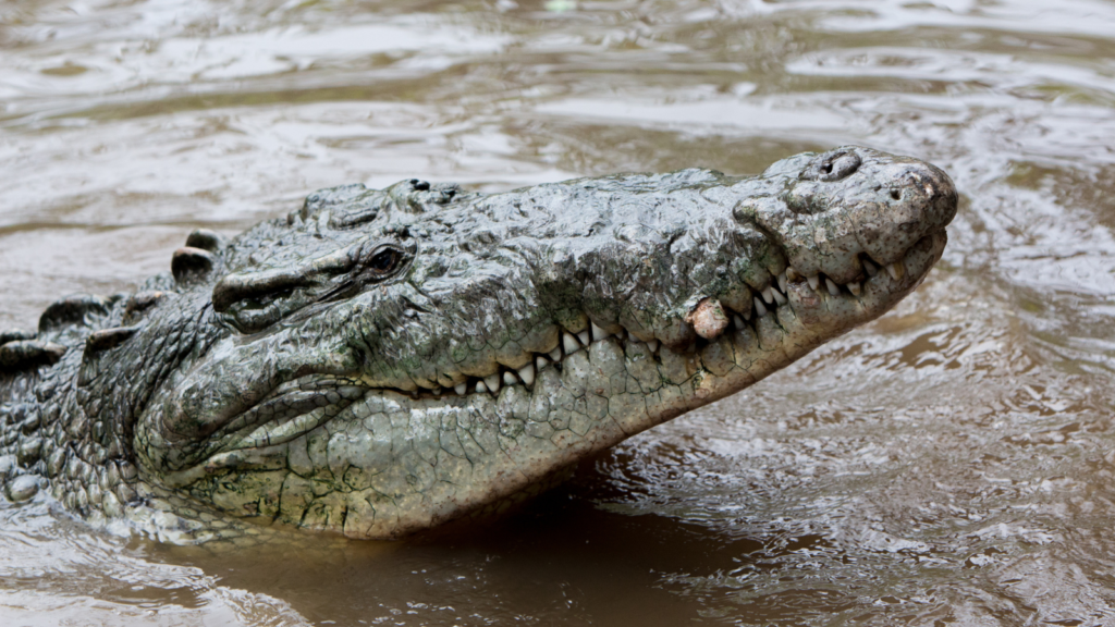 American Crocodile