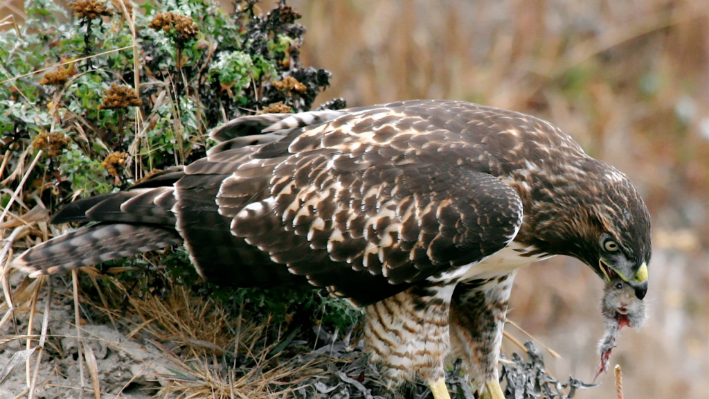 Red Tailed Hawk