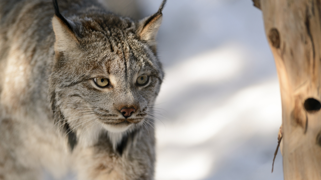 Canada Lynx