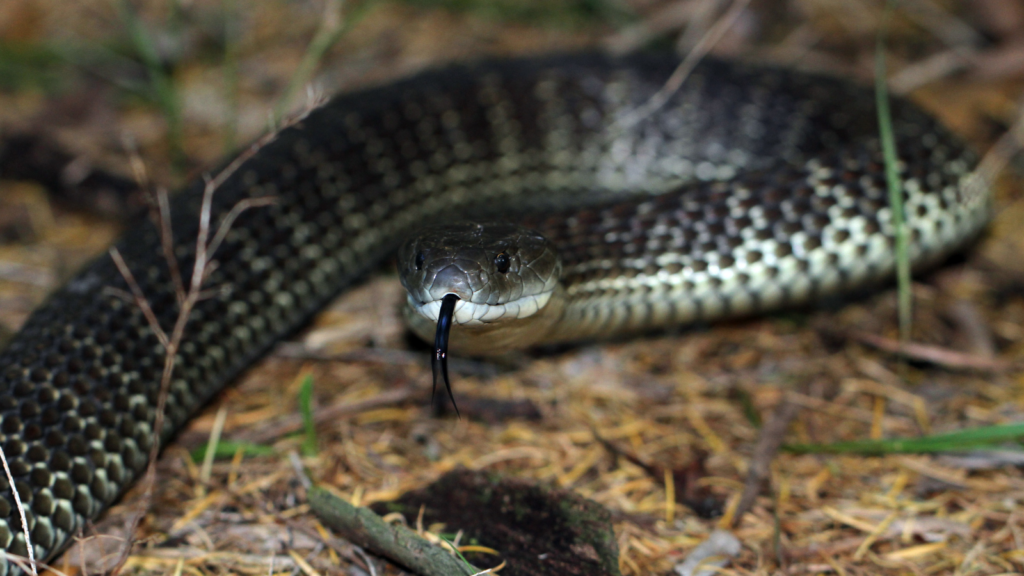 Tiger snake