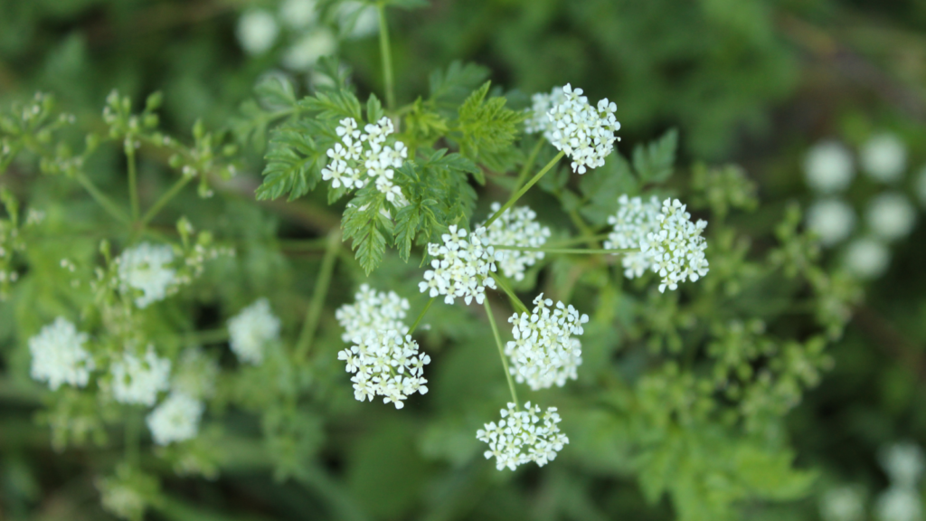 Poison Hemlock