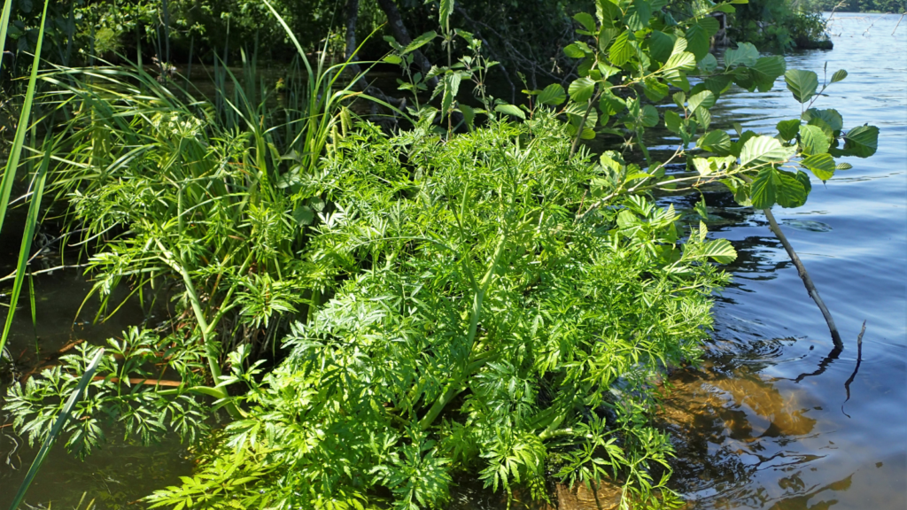 Water Hemlock