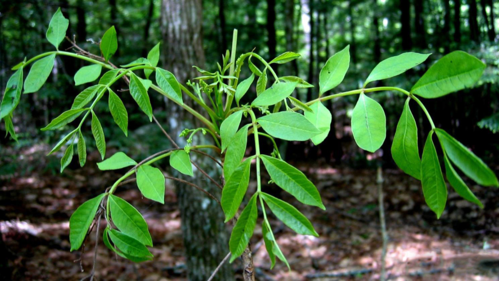 Poison Sumac