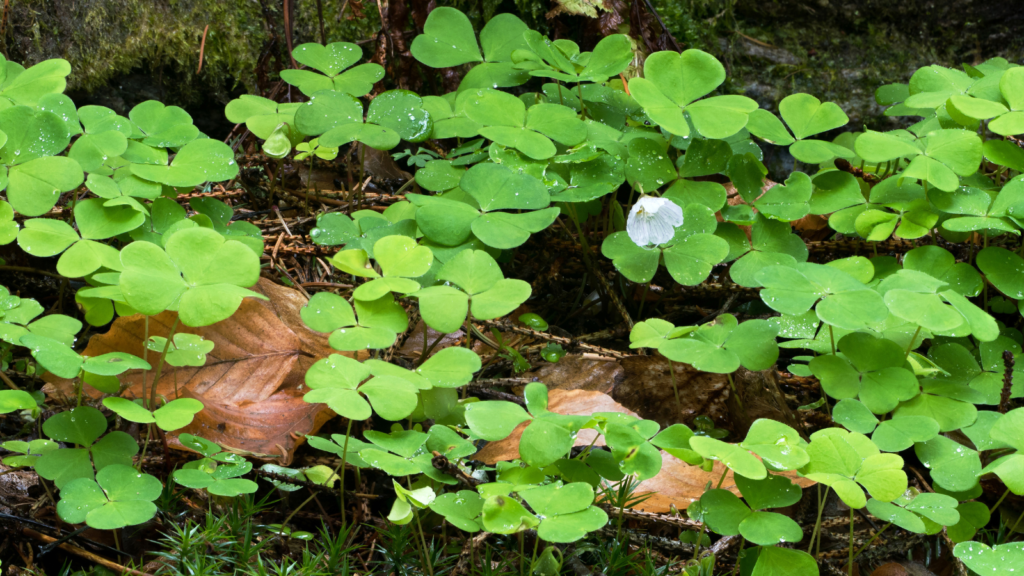 Wood Sorrel