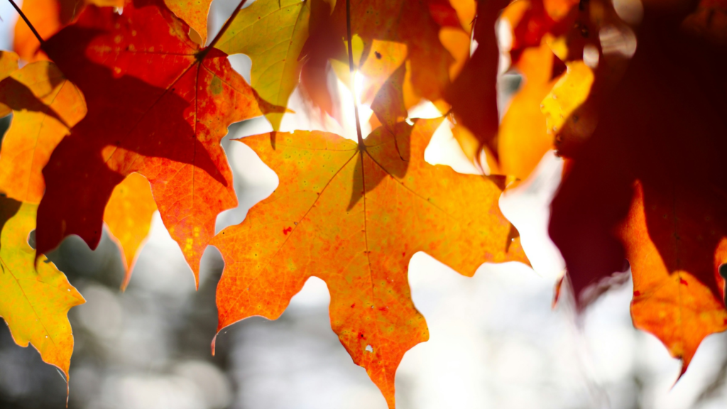 Tree Leaves Turning Upside Down