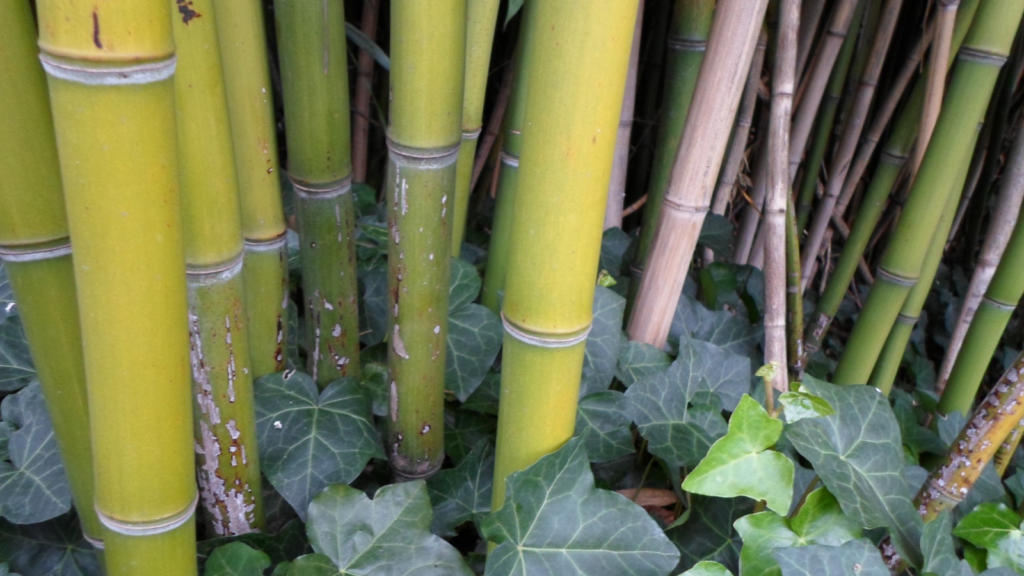 Bamboo Stalks