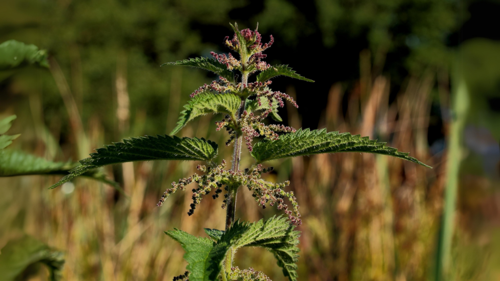 Stinging Nettle