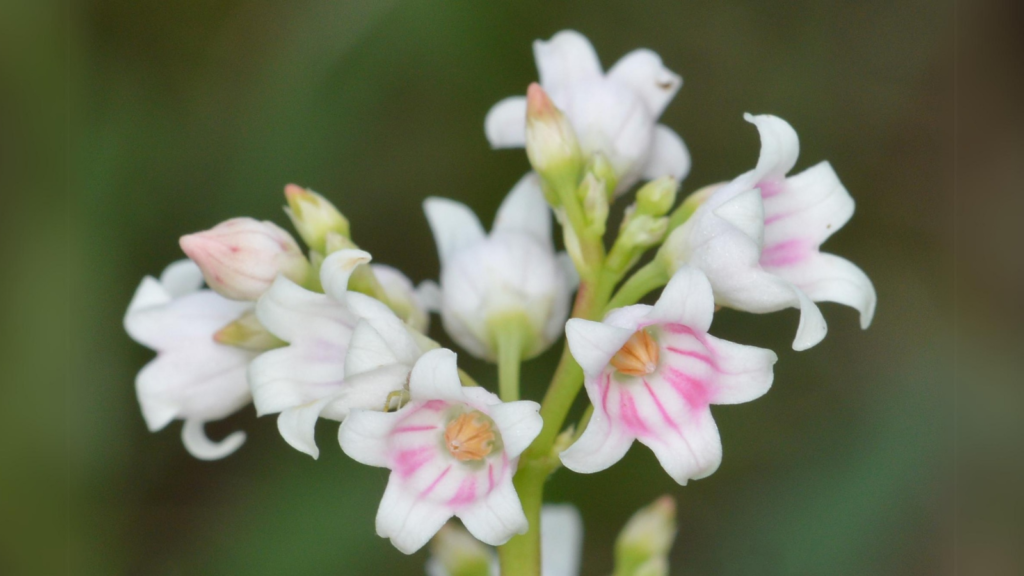 Dogbane