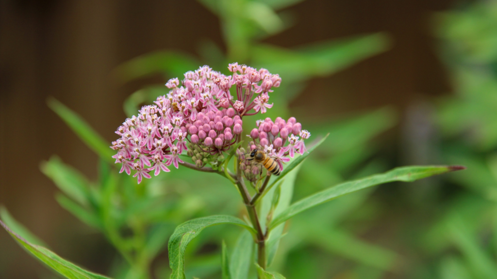 Milkweed