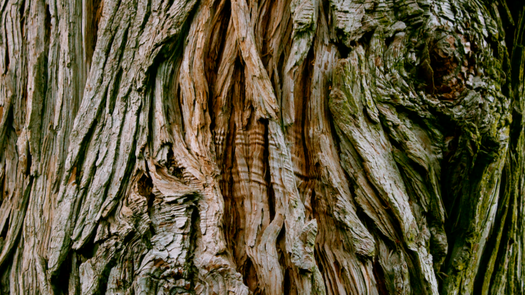 Cedar Bark