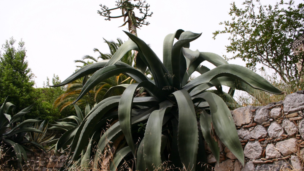 Agave