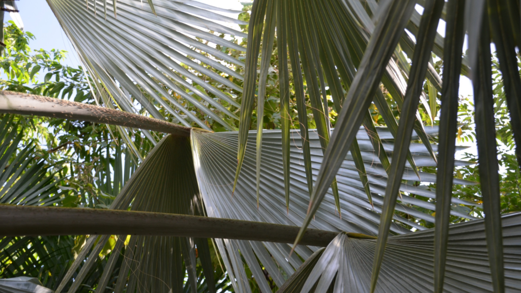 Palm Fronds