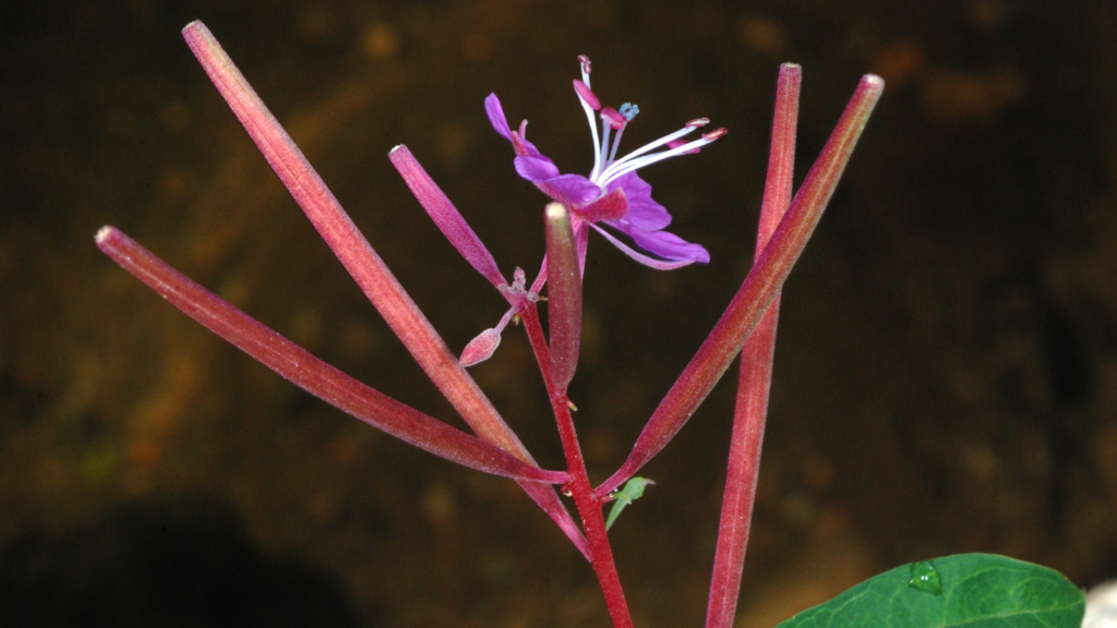 Fireweed