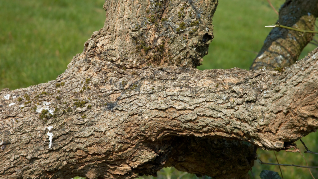 Mulberry Bark