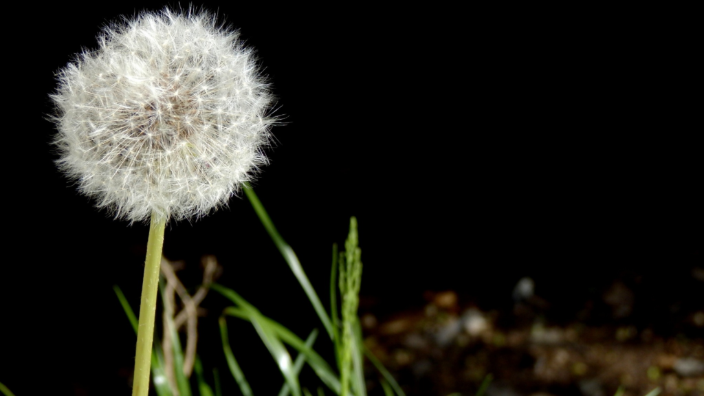 Dandelion Stalks