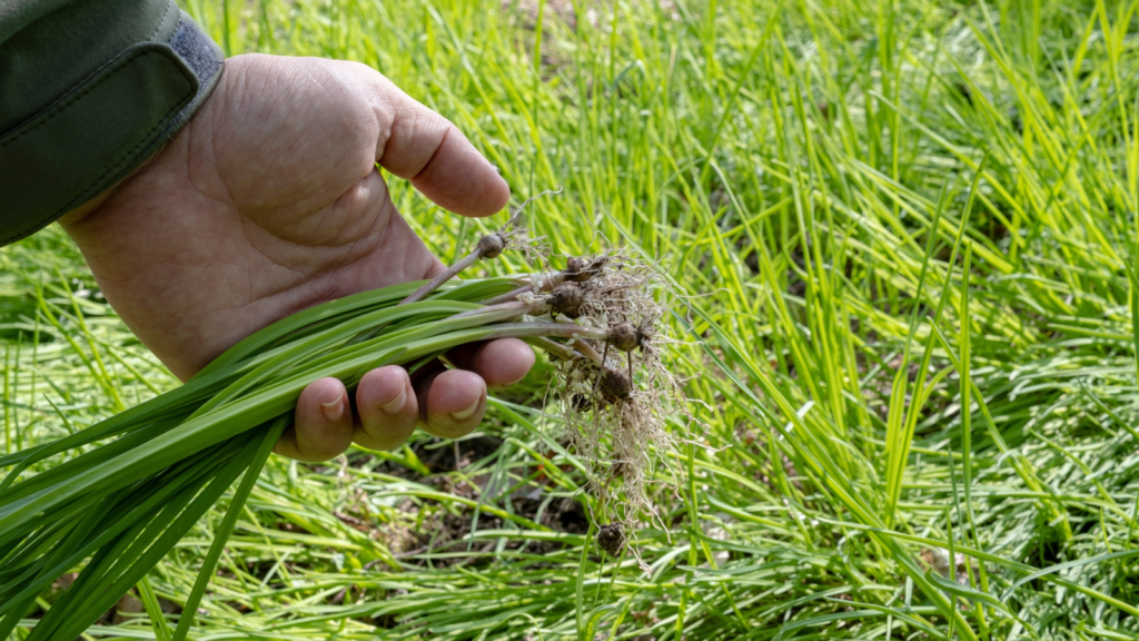 Wild Onion