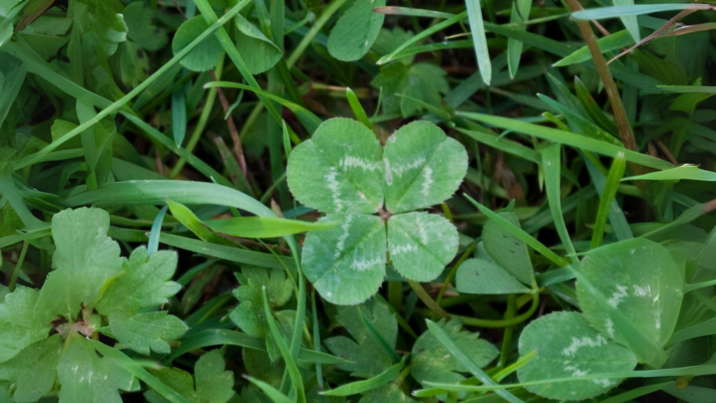 Clover 