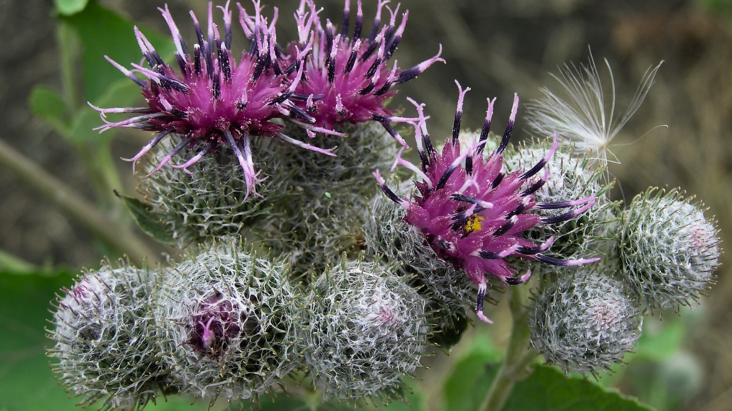 Burdock