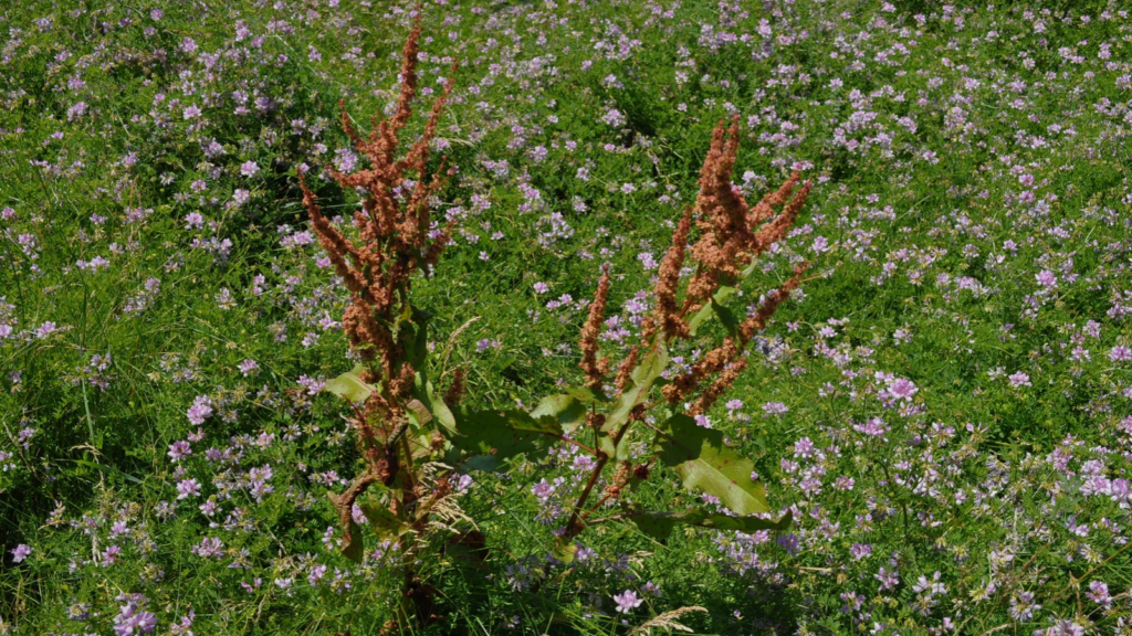 Curly Dock