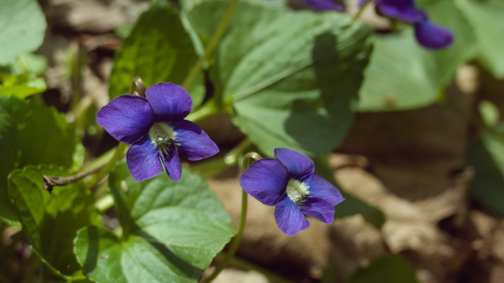 Wild Violets