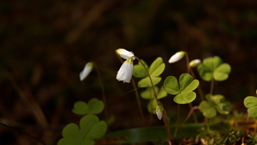 Wood Sorrel