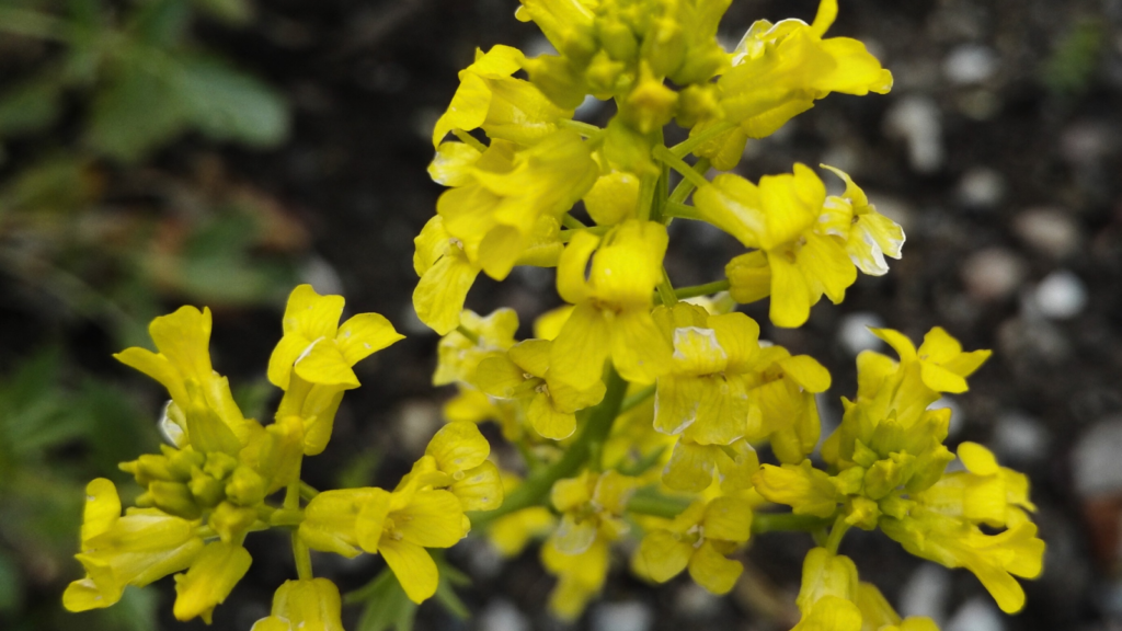 Wild Mustard