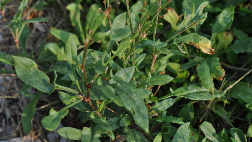 Sheep Sorrel