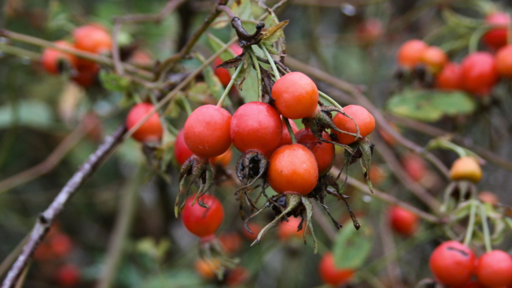 Wild Rose Hips