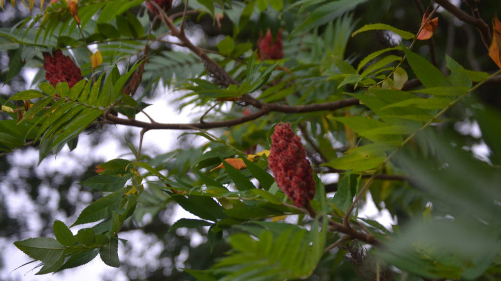 Sumac