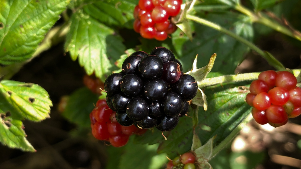 Blackberries