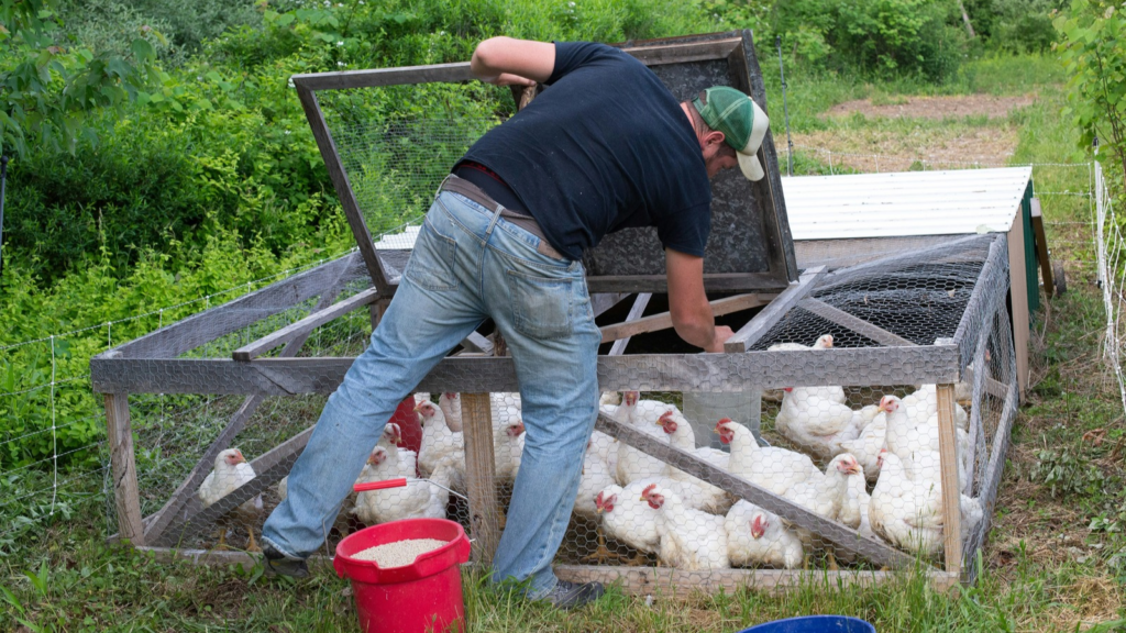 Raising Chickens