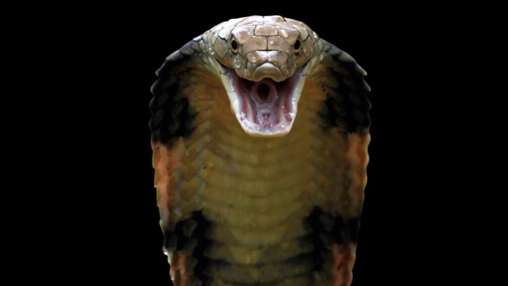 King Cobra