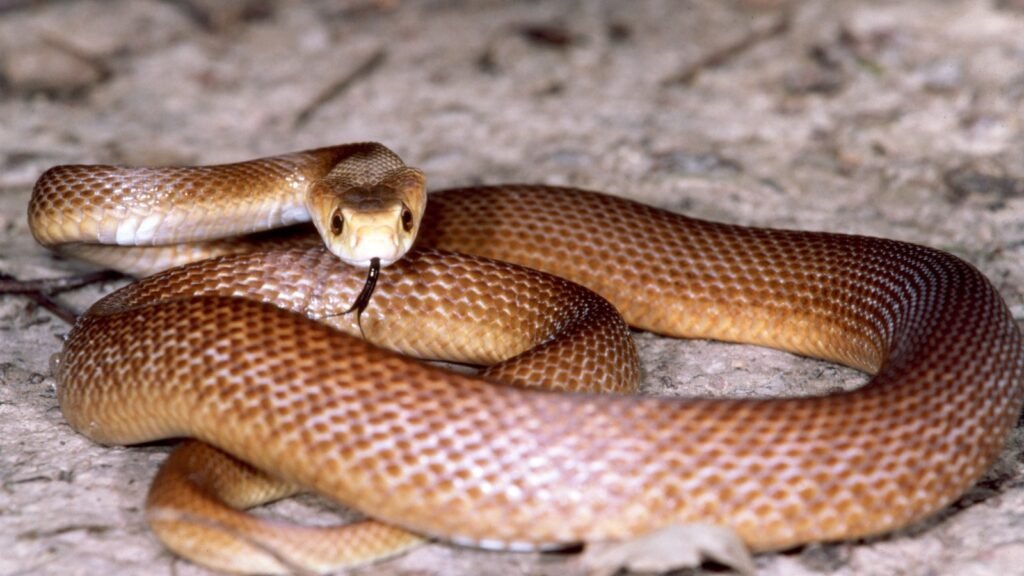 Coastal Taipan