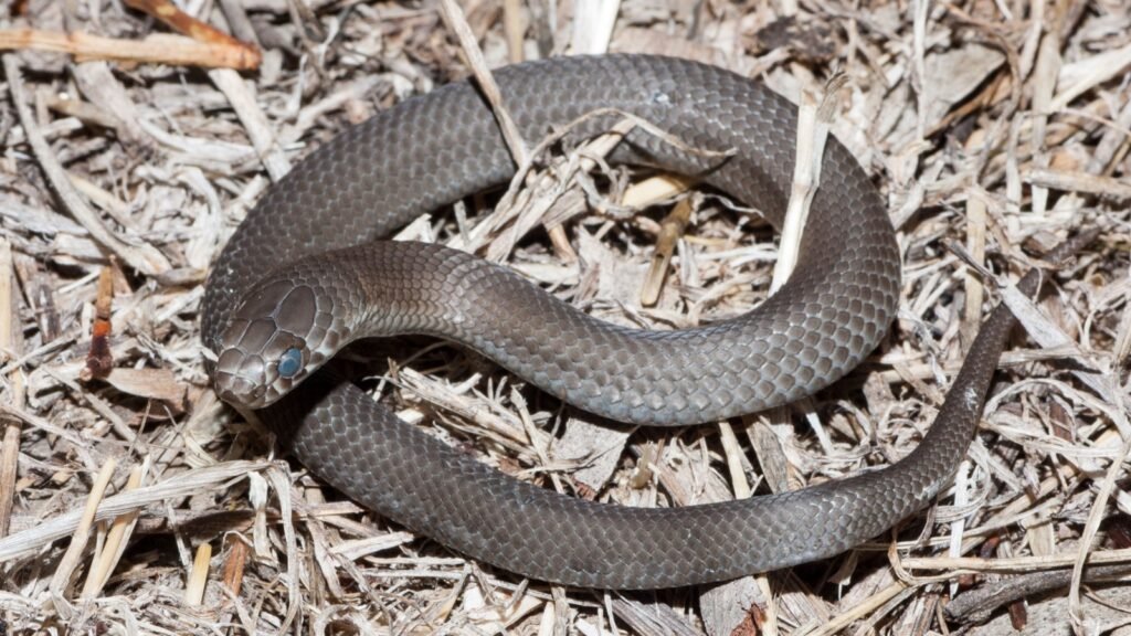 copperhead snake
