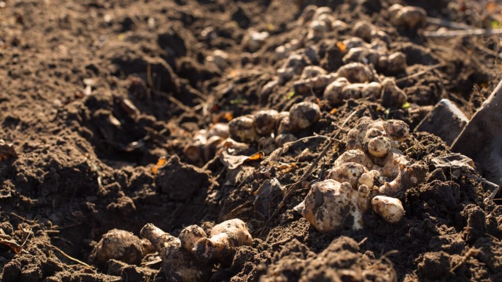 Jerusalem Artichokes