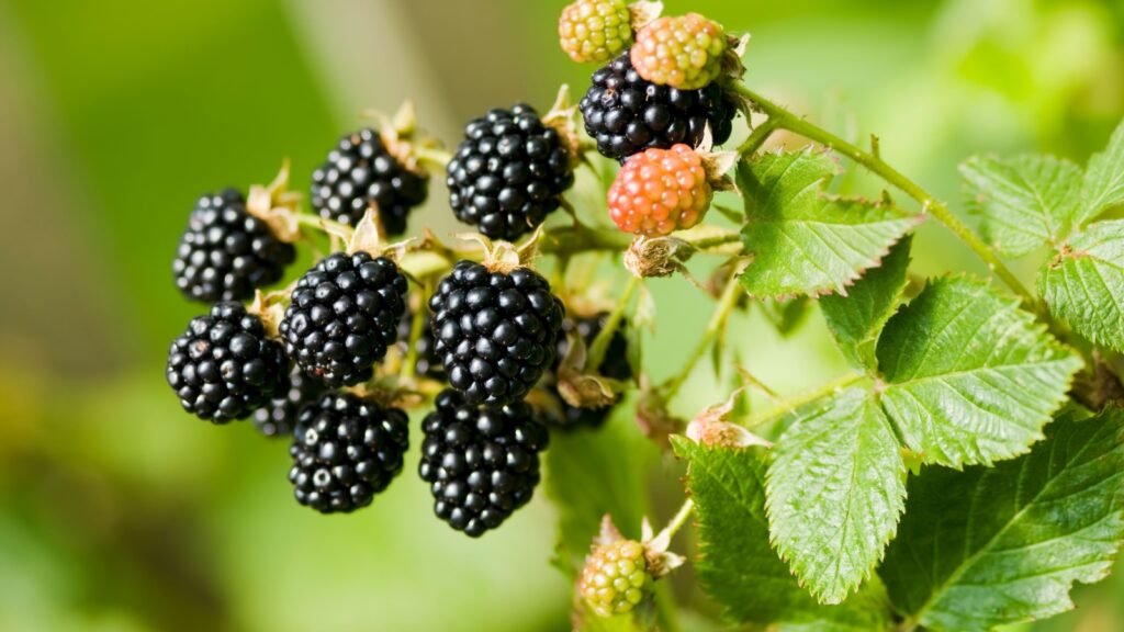 Blackberries