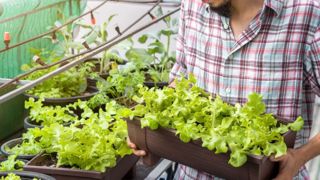 a man holding a salad plant
