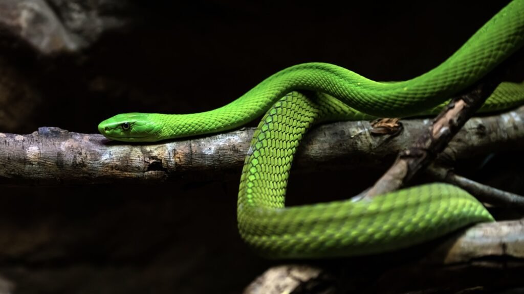 Green Mamba