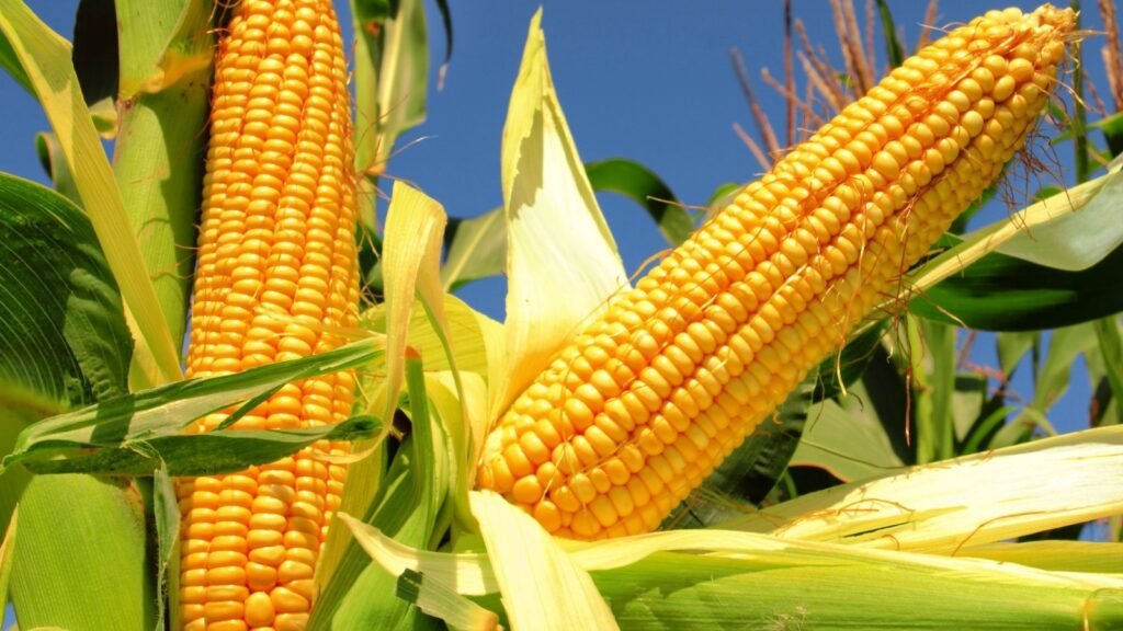 Corn