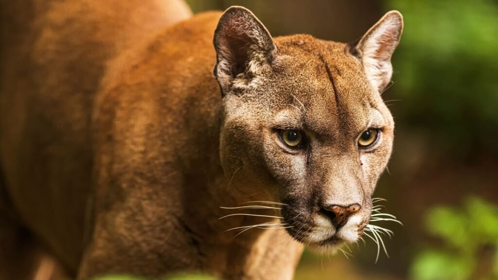 mountain lion