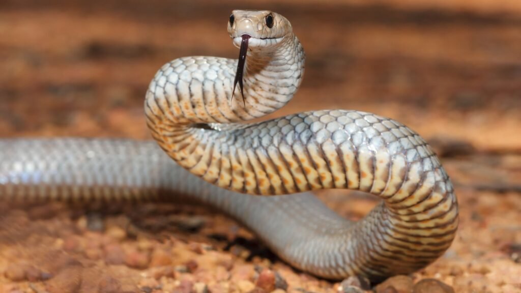 Eastern Brown Snake