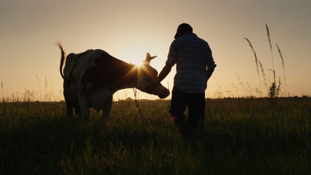 livestock
